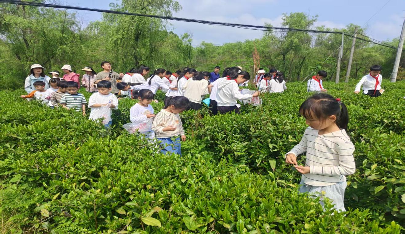 區(qū)關(guān)工委組織學(xué)生到實(shí)驗(yàn)茶場(chǎng)開(kāi)展茶文化主題實(shí)踐活動(dòng)